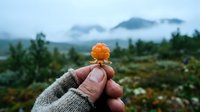 Gloved hand holding ripe orange cloudberry against misty mountain landscape with evergreen forest, ideal for nature and foraging themes.
