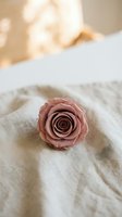 Single dusty rose flower on white linen bedding with soft natural lighting creating romantic bedroom atmosphere for wedding or Valentine's Day decor.