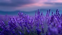 Vibrant purple lavender field at sunset with dramatic sky, creating serene atmosphere for wellness and aromatherapy products.