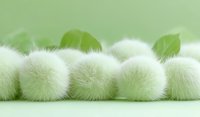 Soft white dandelion seeds arranged in row on green background, creating gentle natural composition with fresh green leaves, showcasing delicate floral texture.