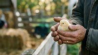 Farmer holding young yellow chick in hands at poultry farm, agricultural worker caring for newborn bird in rural setting.