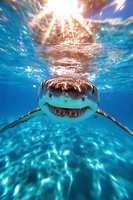 Great white shark swimming underwater with sunlight streaming through surface, showing teeth in frontal view against vibrant turquoise ocean water background.