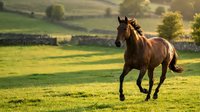 Chestnut horse galloping freely across green pasture field during golden hour sunset with rolling hills and stone walls in rural countryside landscape.