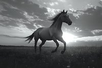 Majestic horse galloping across open field at sunset in dramatic black and white photography with flowing mane and powerful movement against cloudy sky.