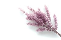 Delicate pink artificial lavender stems on white background, creating soft botanical accent for wedding decor, spa settings, or home styling.