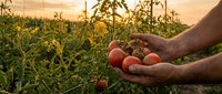Farmer hands holding fresh ripe tomatoes at sunset in organic vegetable garden. Agricultural harvest concept for healthy food production and sustainable farming.