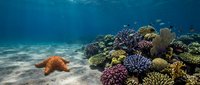 Vibrant coral reef ecosystem with colorful hard and soft corals, orange starfish on sandy ocean floor, tropical marine biodiversity underwater scene.