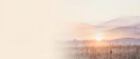 Serene sunrise over misty meadow with tall grass silhouettes and soft pastel sky creating peaceful morning atmosphere for wellness and meditation content.
