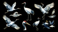 Crane birds isolated on transparent background, ready for t-shirt design, clipart, stickers, sublimation and print-on-demand projects.