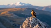 Majestic eagle perched on rocky mountain peak at sunrise, snow-capped mountains in background, dramatic wilderness landscape showcasing natural habitat and wildlife.