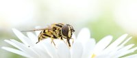 Hoverfly feeding on white daisy flower petals in garden setting. Yellow striped insect pollinator collecting nectar from blooming wildflower in natural habitat.