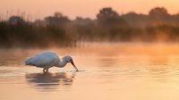 Great blue heron fishing in misty lake at golden sunrise with warm orange light reflecting on calm water surface creating peaceful wildlife scene.