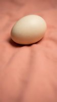 Single fresh chicken egg on coral pink fabric background for cooking and baking recipes, organic farm produce, healthy nutrition and breakfast concepts.