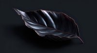 Dark purple leaf with metallic sheen floating on black background, dramatic lighting highlights veins and edges creating mysterious botanical art piece.