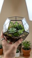 Hand holding geometric glass terrarium with succulent plants, moss, and soil inside. Isolated on neutral background, ready for design use on websites, gardening blogs, home decor projects, and botanical product marketing.