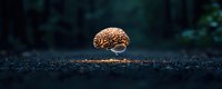 Anatomical brain model floating above dark ground with dramatic lighting and bokeh background effect, conceptual scene for neuroscience and mental health topics.