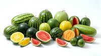 Assorted fresh melons and watermelons with cut slices displaying vibrant yellow, orange, and red flesh isolated on white background for food and produce design use.