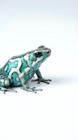 Turquoise and white patterned poison dart frog isolated on white background, suitable for wildlife education, nature design projects, and scientific illustrations.