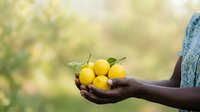 Ripe yellow lemons held in open palm against blurred green garden background. Fresh citrus fruit harvest, organic farming, and healthy eating concept for food and agriculture marketing.