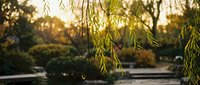 Weeping willow branches with golden sunlight filtering through leaves in peaceful park setting during warm evening hours creating serene natural atmosphere.