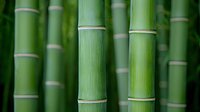 Fresh green bamboo stalks in close-up view showing natural nodes and segments pattern. Zen garden atmosphere for wellness, spa and meditation concepts.