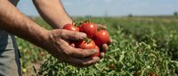 Farmer hands holding fresh ripe red tomatoes in agricultural field during harvest season. Organic farming and healthy food production concept.