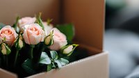 Fresh pink roses with unopened buds peek out from white gift box against blurred background, creating romantic mood for special occasions and celebrations.