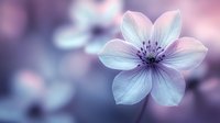 Delicate white and pink flower with purple center against soft blurred background in dreamy pastel tones, creating ethereal spring atmosphere.