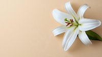 Pure white lily flower with green stem against soft beige background, showcasing delicate petals and prominent stamens. Minimalist floral composition for wellness and spa.