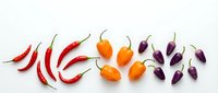 Colorful hot chili peppers arranged in rows on white background. Red, orange and purple varieties for cooking, spice blends and culinary designs.