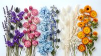 Colorful dried flower collection arranged in rainbow spectrum from purple lavender to orange marigolds on white background for crafting projects.