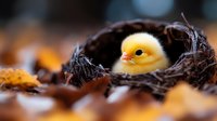 Tiny yellow newborn chick resting in a rustic nest surrounded by autumn leaves, soft bokeh background, warm fall tones.