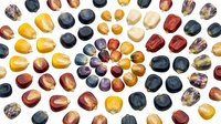 Colorful heirloom corn kernels arranged in a spiral pattern on white background, showcasing natural diversity of maize varieties.