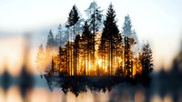 Double exposure silhouette of pine forest trees with golden sunset light creating artistic nature composition for meditation and mindfulness concepts.