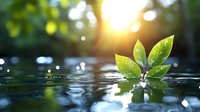 Fresh green leaves emerging from water surface with sunlight creating bokeh effect and reflections, symbolizing growth, renewal and environmental harmony.