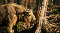 Highland cattle calf grazing in autumn forest with golden sunlight filtering through trees creating warm atmospheric lighting for nature photography.