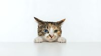 Adorable tabby kitten with blue eyes peeking over white surface on isolated background for pet care designs and animal lover projects.