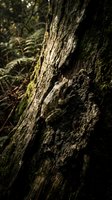Close-up of weathered tree bark texture with moss and lichen growth in natural forest environment with ferns in soft focus background.