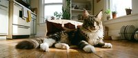 Fluffy Maine Coon cat lying on hardwood kitchen floor with a paper bag, cozy home interior with natural light and plants.