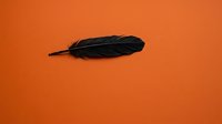 Single black feather isolated on vibrant orange background, suitable for design projects, branding, and creative compositions.