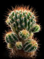 Green barrel cactus with orange spines isolated on black background, showing detailed texture of multiple clustered specimens for home decor or botanical collection.