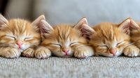 Adorable ginger kittens sleeping in a row on soft carpet, showcasing peaceful expressions and tiny paws for pet photography and animal care content.