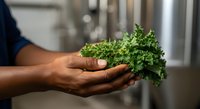 Fresh curly parsley herb held in hand, showcasing vibrant green leafy produce for culinary, cooking, and healthy food preparation projects.