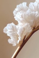 Delicate white ruffled petals on golden stem against soft beige background create elegant minimalist composition for wedding and romantic designs.