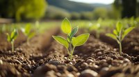 Young green seedling growing from fertile soil in morning sunlight, representing new life, spring growth, and agricultural beginnings in natural environment.