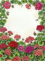 Watercolor floral frame with blooming geraniums in pink, red, and purple shades, green leaves, and a soft cream center copy space.