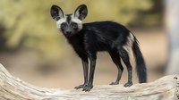 Bat-eared fox standing alert on fallen tree trunk in natural habitat, distinctive large ears and dark coat against blurred savanna background, wildlife photography.