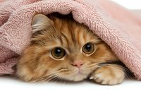 Adorable ginger cat with big expressive eyes peeking out from under soft pink blanket, showing playful and cozy mood for pet care and comfort concepts.