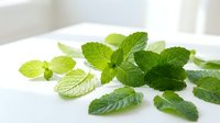 Fresh green mint leaves scattered on white surface for culinary herbs cooking ingredients natural organic aromatherapy tea infusion kitchen preparation.