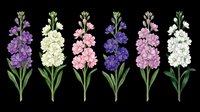 Six stock flower stems in purple, white, pink, and blue tones, isolated on transparent background. Great for t-shirt design, stickers, clipart, sublimation, and print on demand.